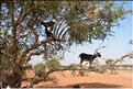 taroudant (5)