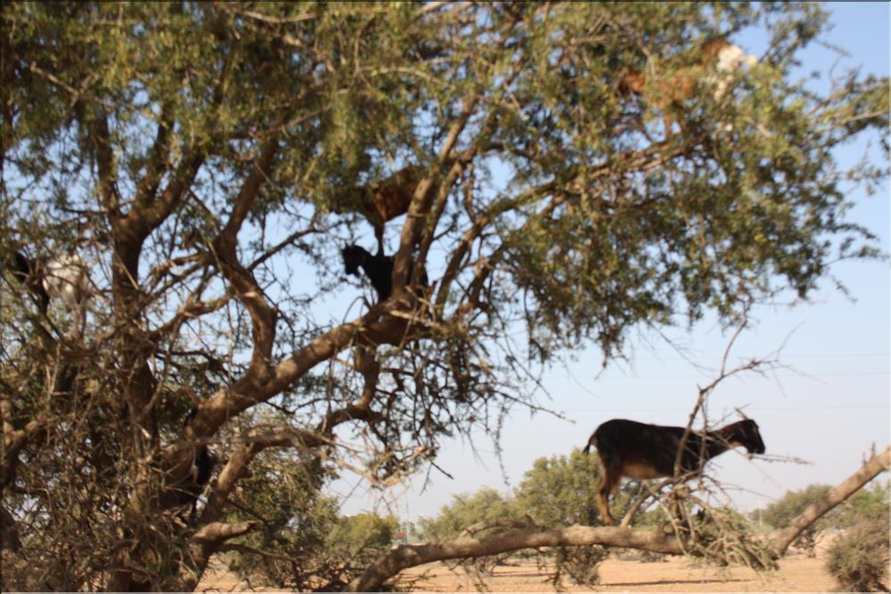 taroudant (14)