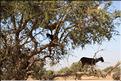 taroudant (14)