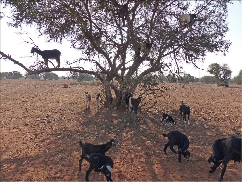 taroudant (26)