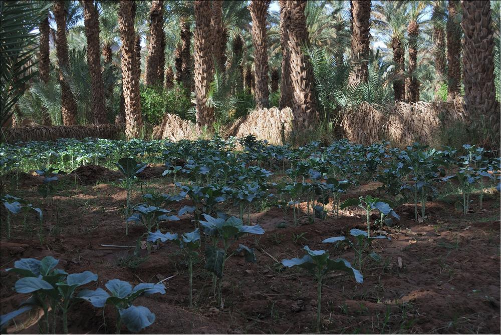 palmerraie Zagora (4)