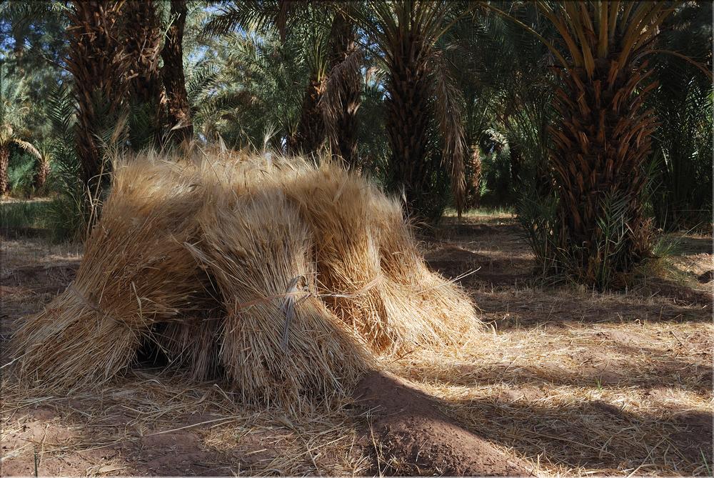 palmerraie Zagora (5)