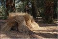 palmerraie Zagora (5)