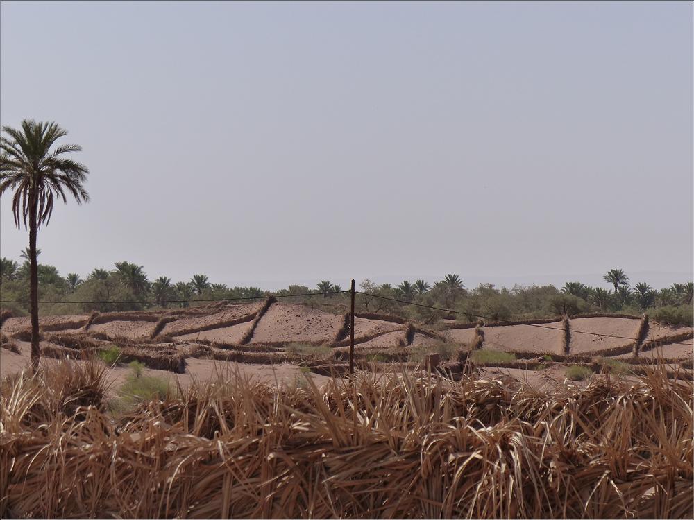 palmerraie Zagora (80)