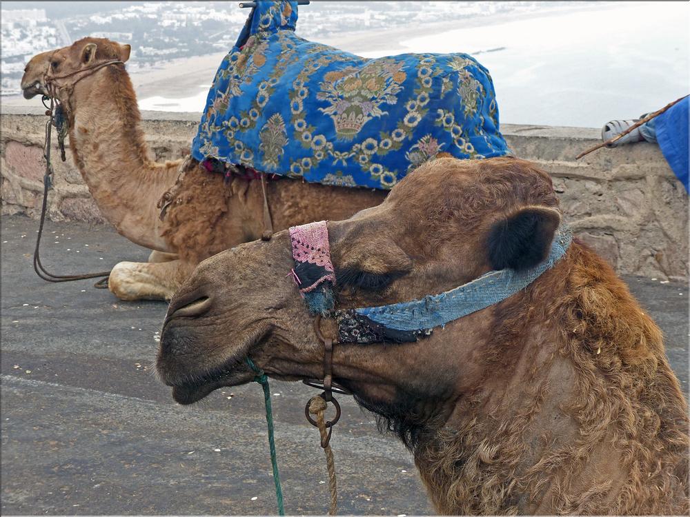 agadir (31)