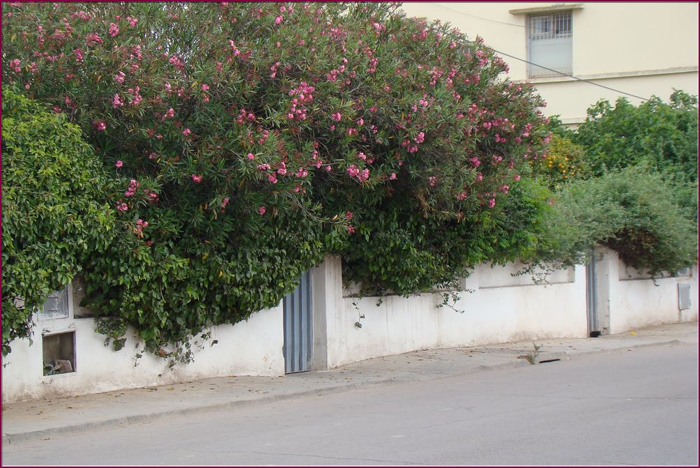 20mai12_nos_maisons (3).JPG