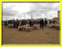 20mai12Souk (42).JPG