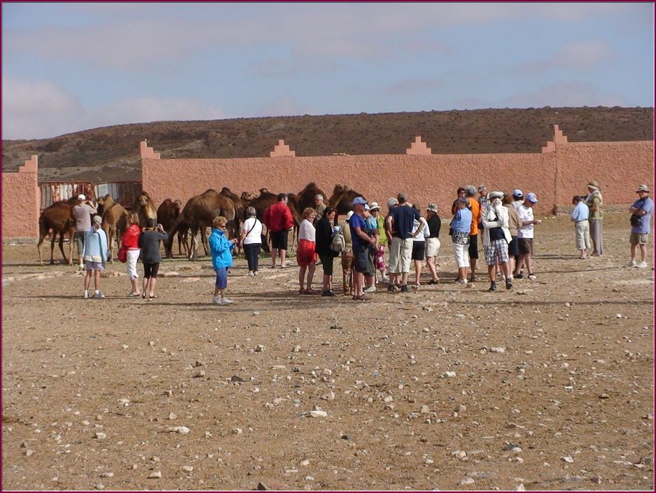 25mai12_1Marche_aux_chameaux (2).JPG